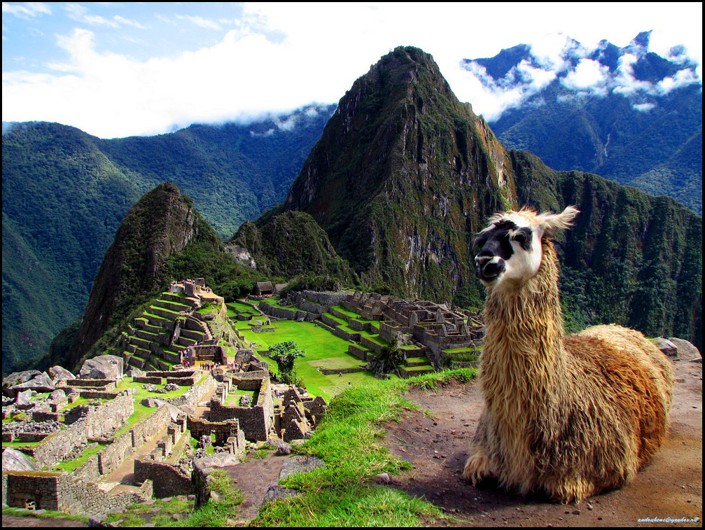 Перу картинки. Мачу Пикчу ламы. Перу альпака Мачу Пикчу. Викунья Мачу Пикчу. Южная Америка Мачу Пикчу и лама.