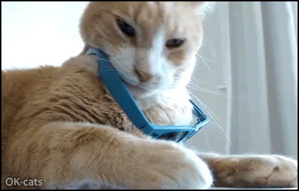 Captioned Cat GIF • Reverse GIF • Deal with it • When your cat is more sexy than you! Captioned Cat GIF • Reverse GIF • Deal with it • When your cat is more sexy than you!