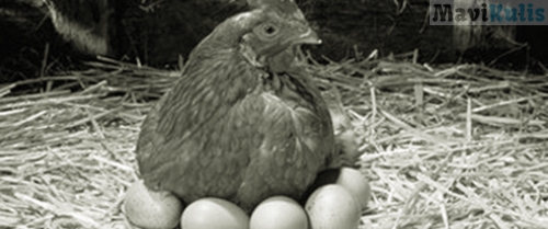 yumurtanin organik oldugu nasil