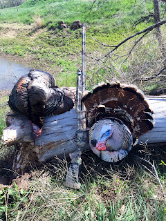 heads up turkey hunting