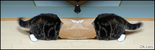 Art Cat GIF • Twin cats with head in paper bag. Weird paranormal CATivity Art Cat GIF • Twin cats with head in paper bag. Weird paranormal CATivity