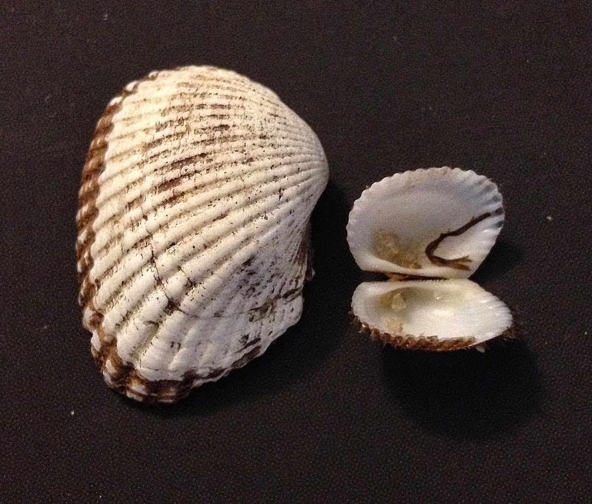 Albums 92+ Pictures
 how do you get shell fragments in ark Stunning