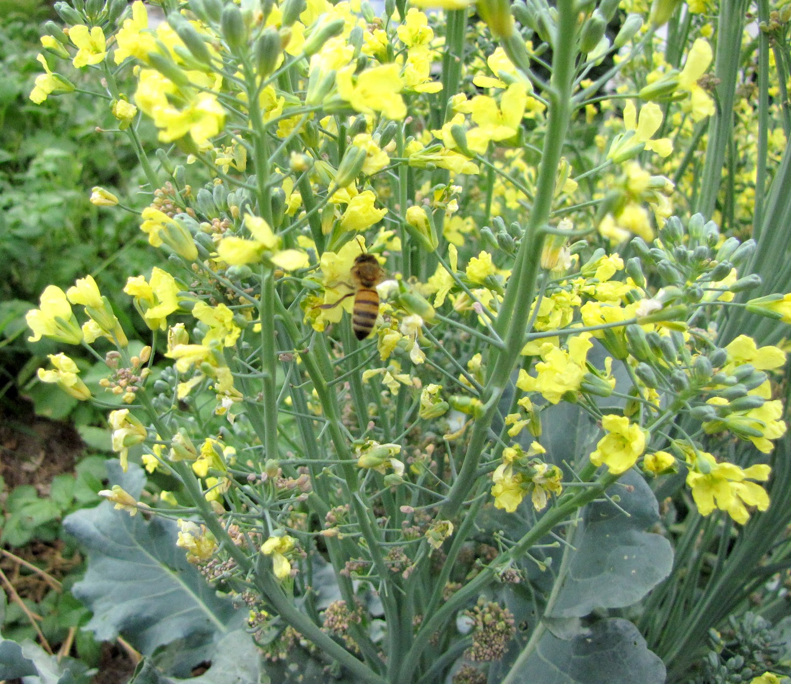 Robertson Bees Do Bees Like Broccoli?