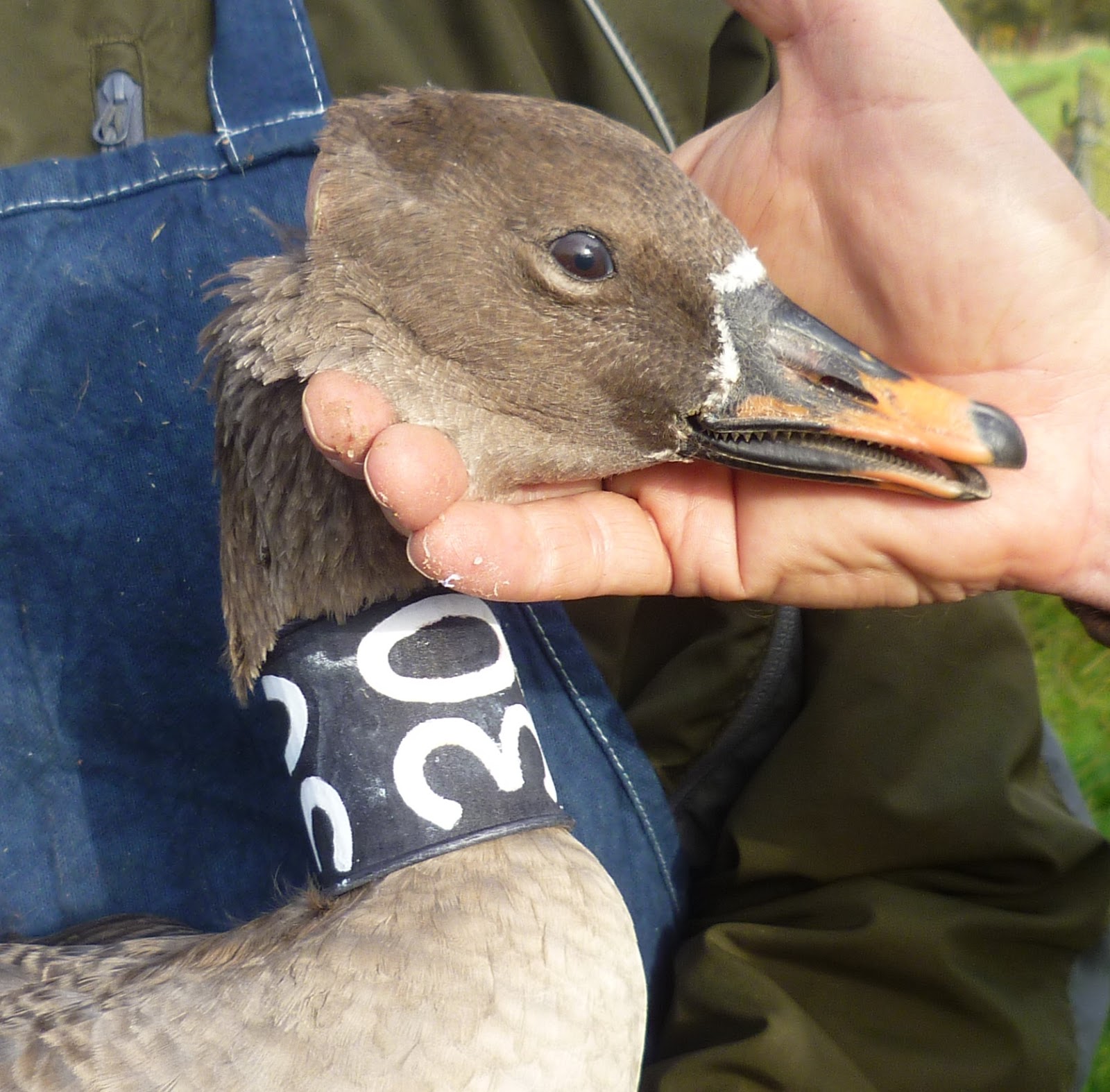 Angus' Bean Goose Blog March 2018