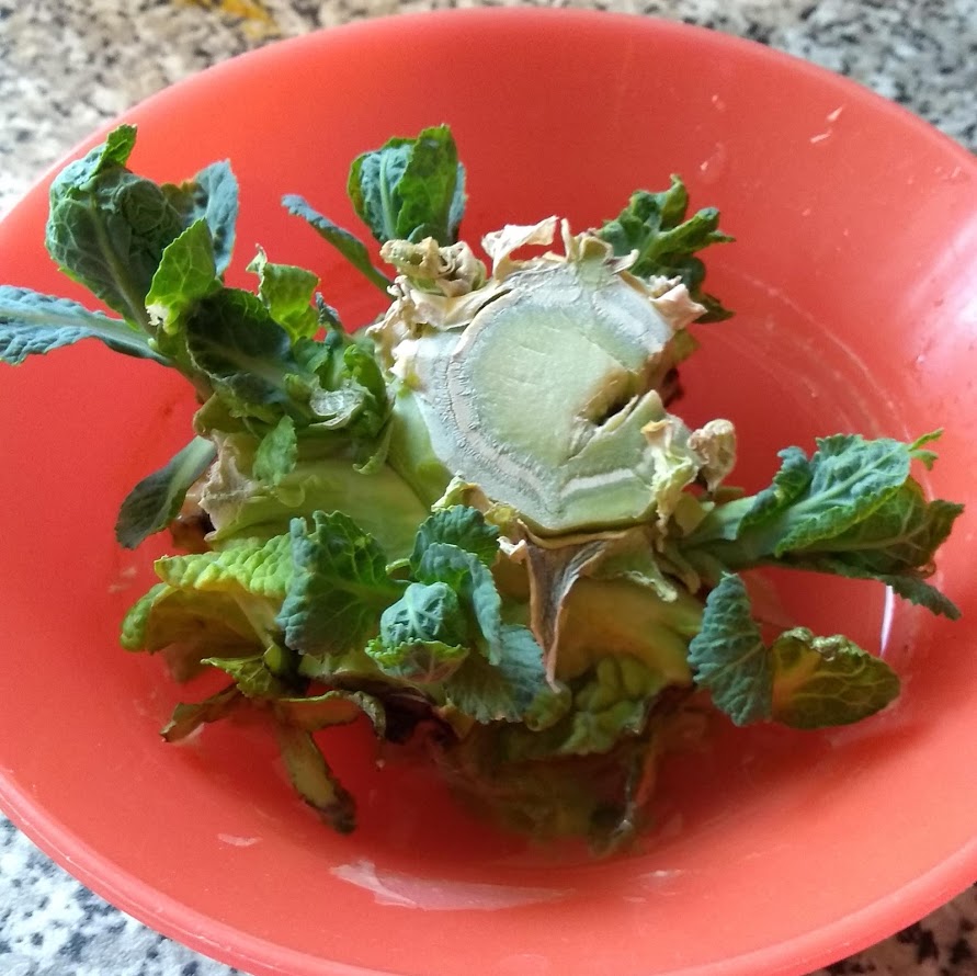 Tracing Rainbows MicroGreens