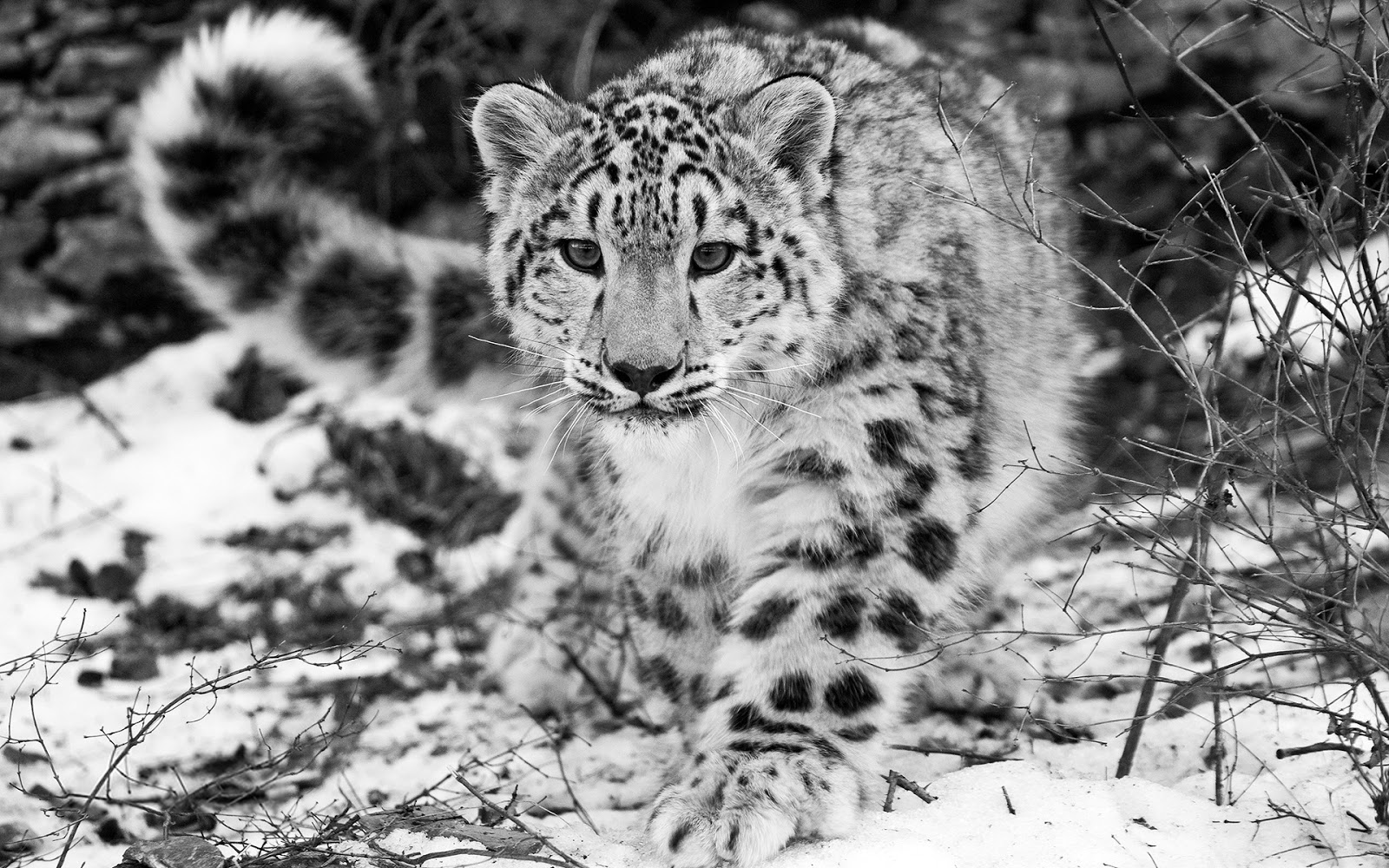 Macumbeira: The Snow Leopard by Peter Matthiessen