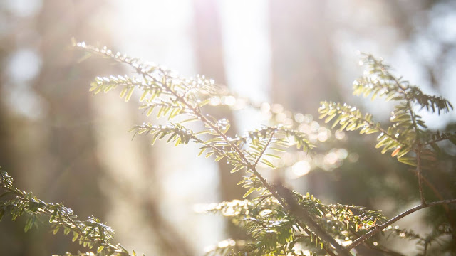 Sunligh, Branchs, Leaves, Macro wallpaper Sunligh, Branchs, Leaves, Macro wallpaper