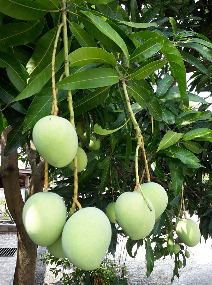 Resepi Sambal Mangga Ikan Kukus Mudah Dan Sedap Ayu Rashid