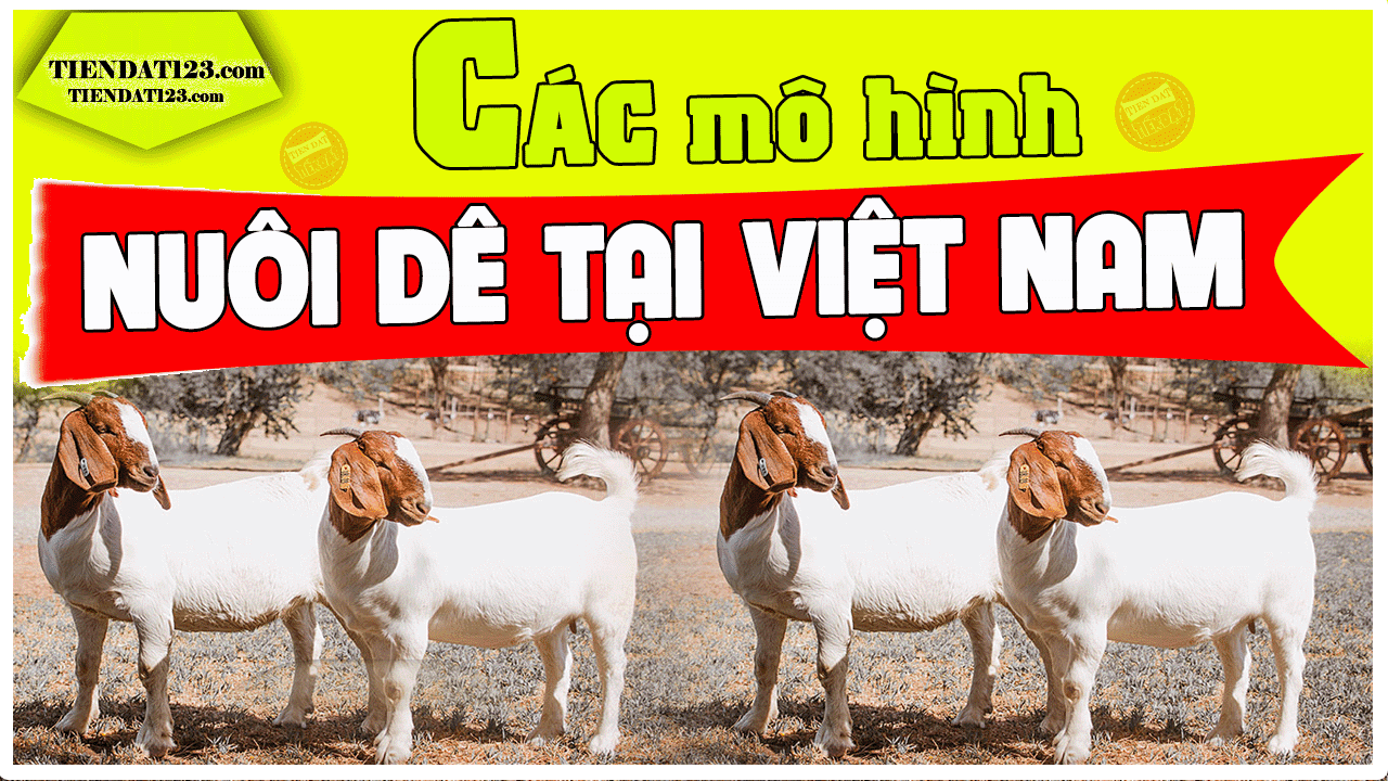 Website huyện Đô Lương  Mô hình nuôi dê nhốt chuồng của anh Nguyễn Đức Lệ  ở xã Mỹ Sơn 