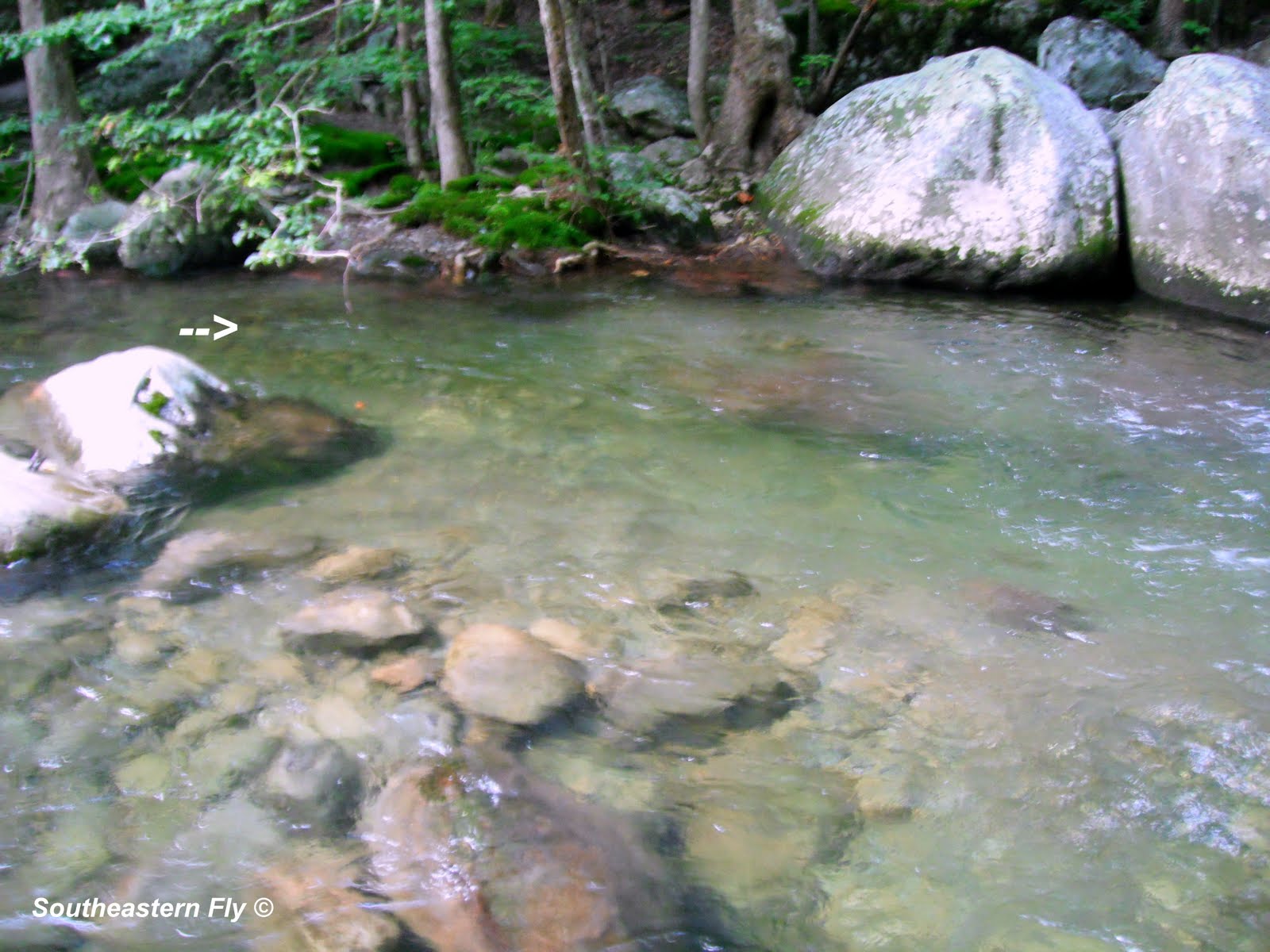 Southeastern Fly Day Two Fly Fishing Greenbrier in the Smoky