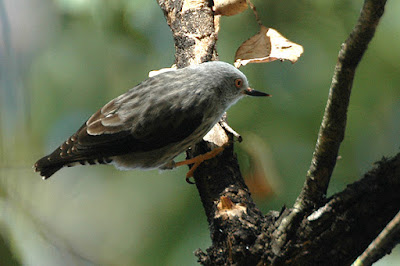 Varied Sittella (Daphoenositta chrysoptera) Vulnerable