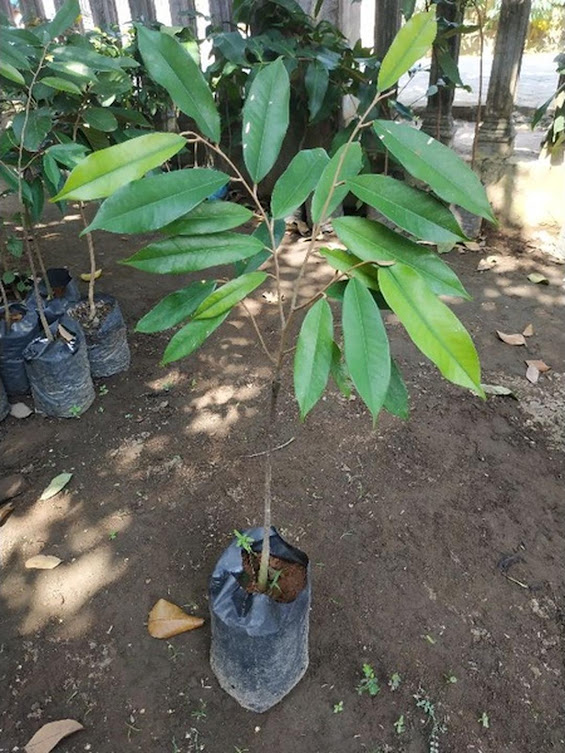 Bibit Durian Montong super cepat berbuah hasil okulasi bisa untuk tambulampot bisa COD Pariaman