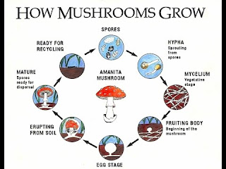 What You Need To Know About Growing Mushrooms - Growing Mushrooms