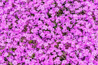 Moss pink flowers