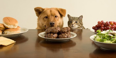 Dog and Cat sharing food