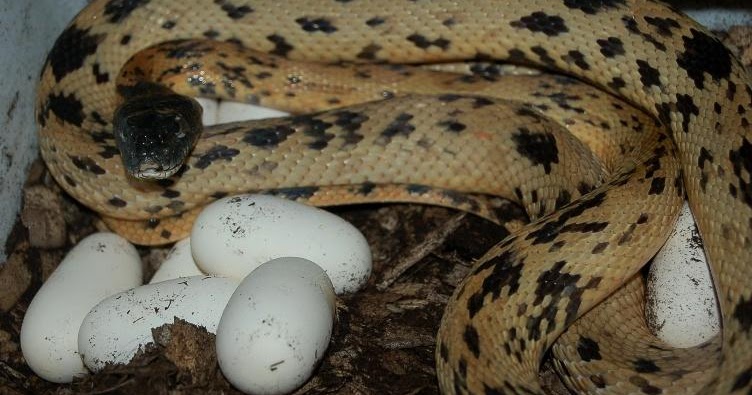 Африканская яичная змея. Змея которая поедает птичьи яйца. Яичная змея в центральной Африке.