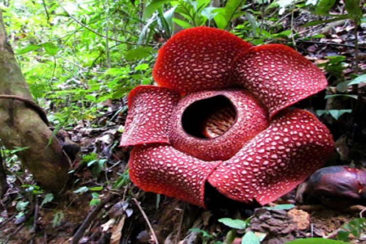 Mengapa Bunga  Rafflesia Mengeluarkan Bau Busuk Belajar 