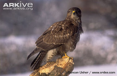 Eurasian Buzzard