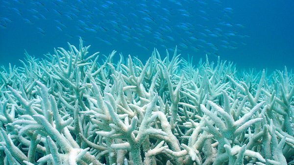Sunscreen Pollution Sunscreen And Coral Reef Bleaching-6803