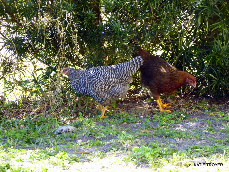 Project 365 254 Pinecraft's Amish Chickens