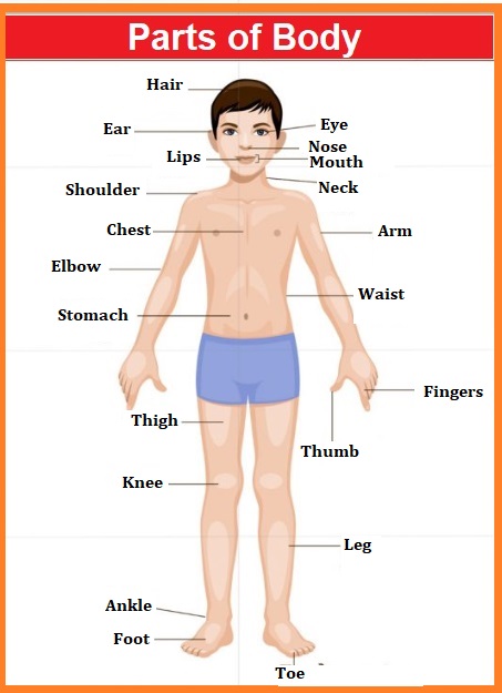 Body Parts Name, Body Parts, Body Parts in English, Human Body Parts Name