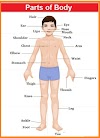 EVS Homework : Body Parts Name, Body Parts in English