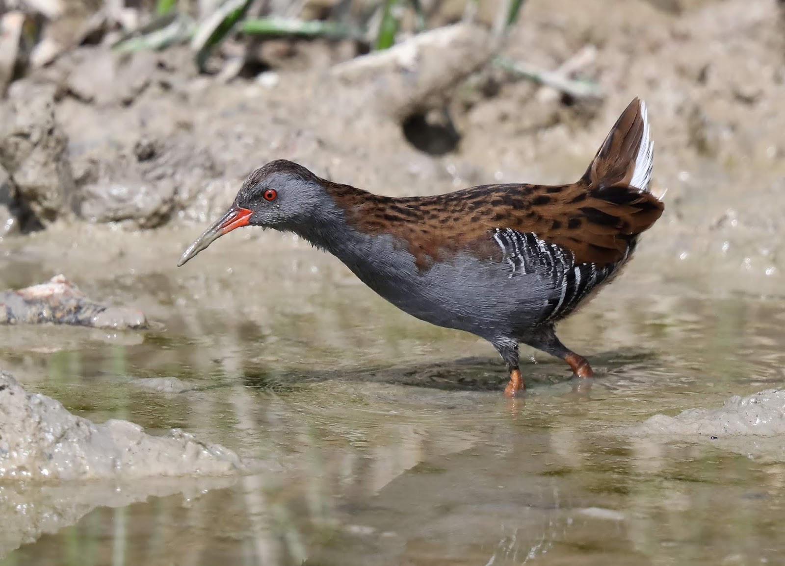 Blog de aves: Instantes alados: rascón europeo