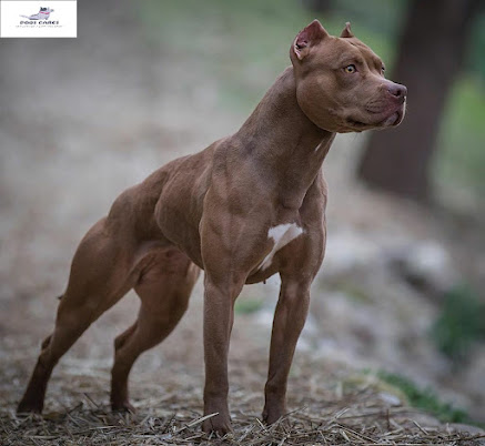 American Pitbull Terrier
