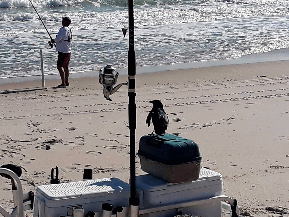 Florida East Coast Surf Fishing Blog Tide Charts, Florida Weather