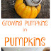 Growing Pumpkins in Pumpkins