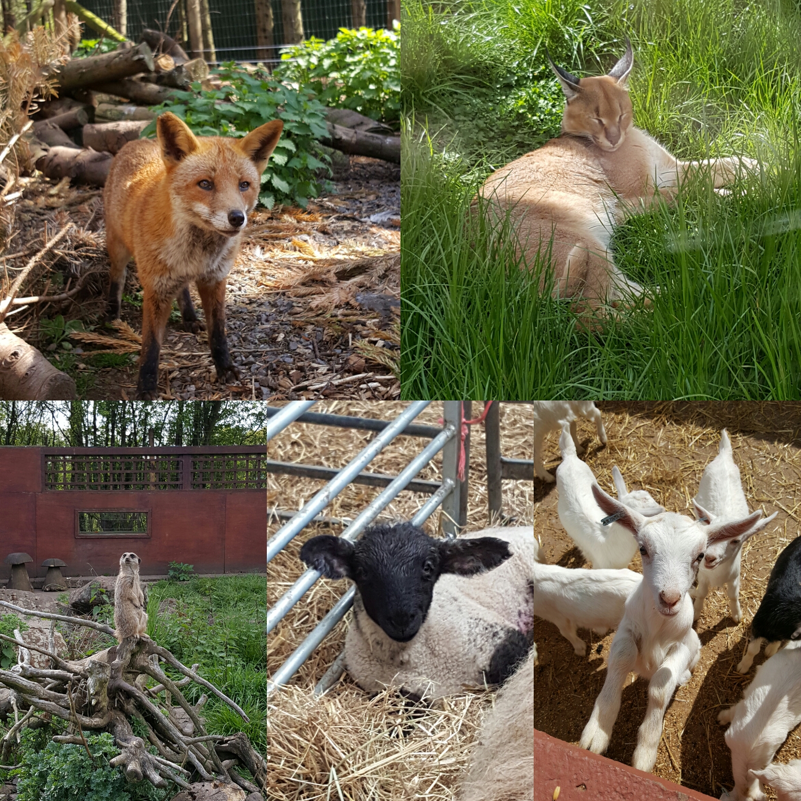 Rebecca Laura Writes Hoo Farm Animal Experience