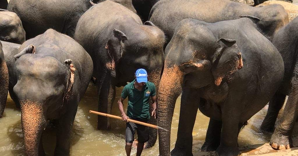 Fun facts about Sri Lankan Elephants Travel Ideas