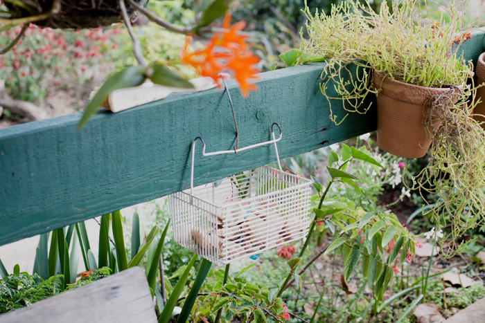 peg basket australiana