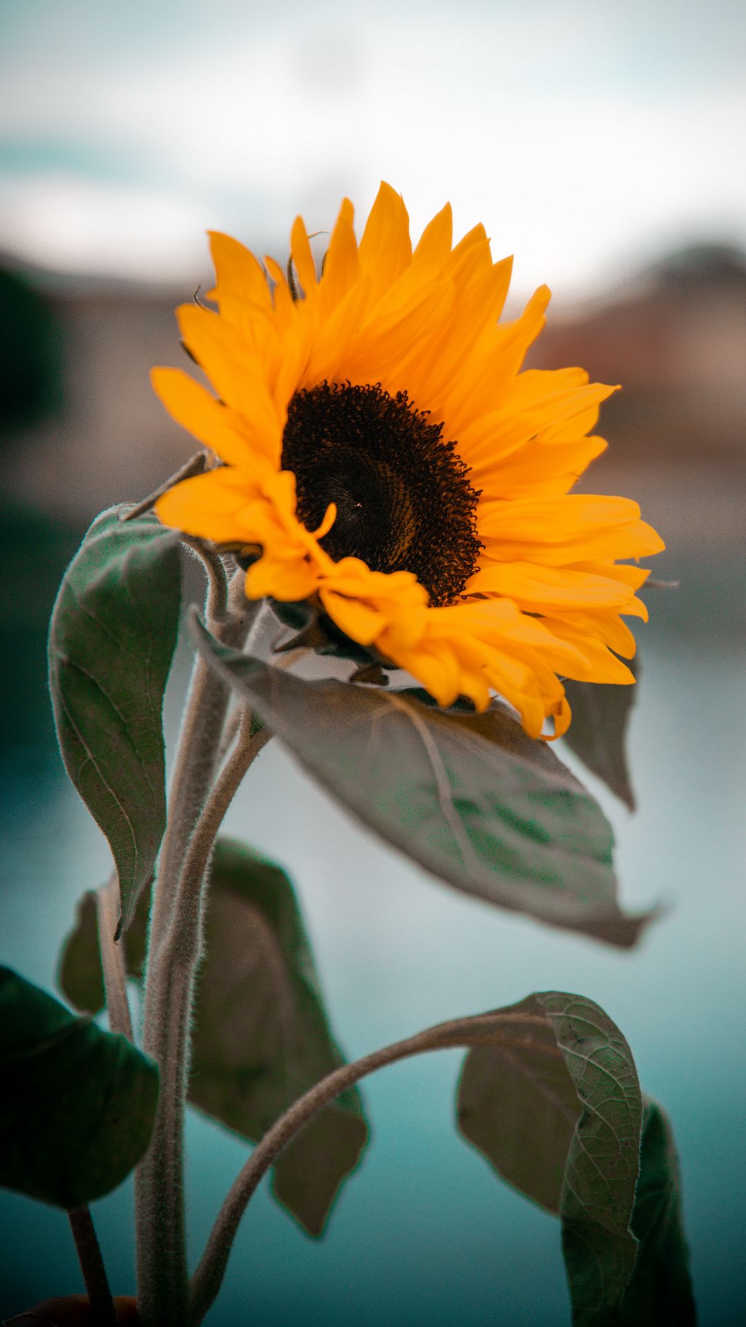 Sunflower, Yellow, Flower Wallpaper