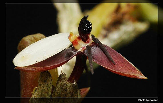 Bulbophyllum haniffii