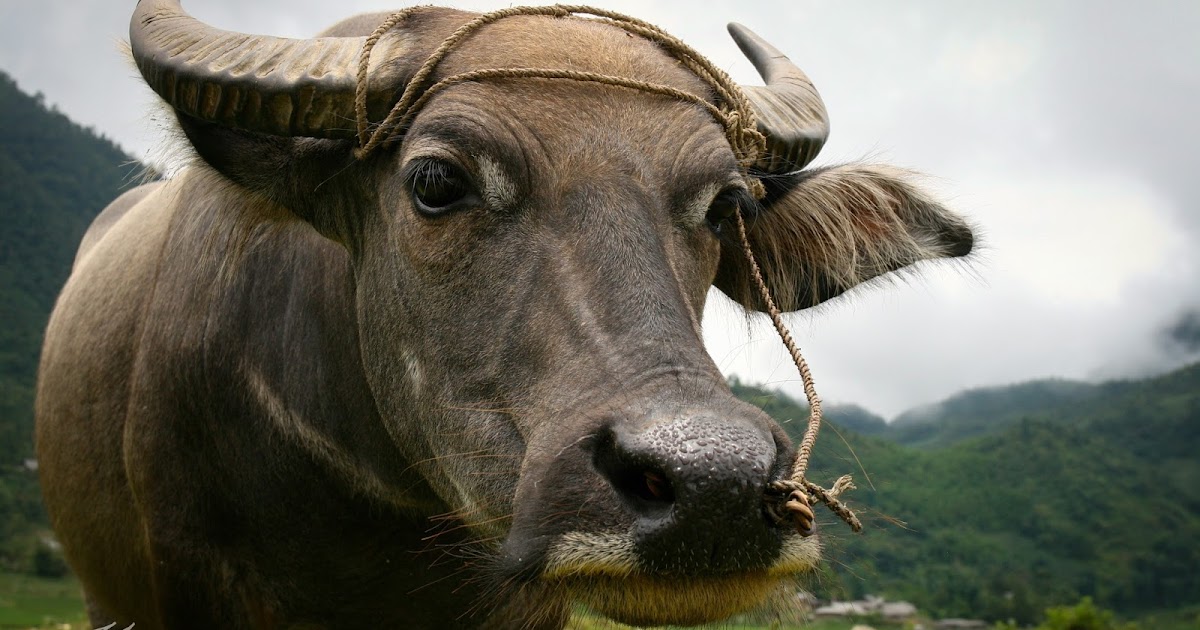 xiphotos Water Buffalo (Vietnam)