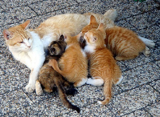 Things We Don T Know Cryptic Pregnancies Things We Don T Know About Pregnancy Series 20