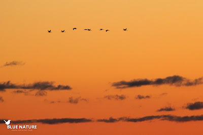 Bando de grullas (Grus grus)