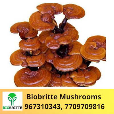 Ganoderma Mushroom Spawn Supplier