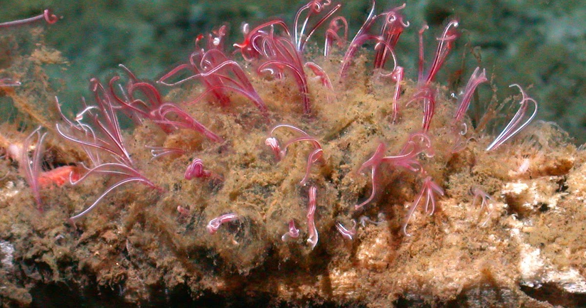 Where do Osedax bone worms live? How do Osedax worms reproduce?