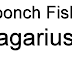 Bagarius - Goonch Fish