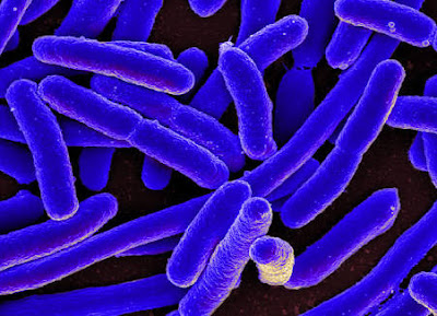मनुष्यों में सूक्ष्म जीवों से फैलने वाले रोग व बचाव के उपाय - reet science notes