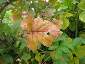 Unseasonally red leaf with hole in it.