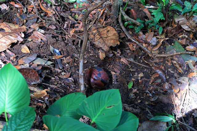 Keindahan Rafflesia Arnoldii Bunga Langka Dari Hutan Bengkulu
