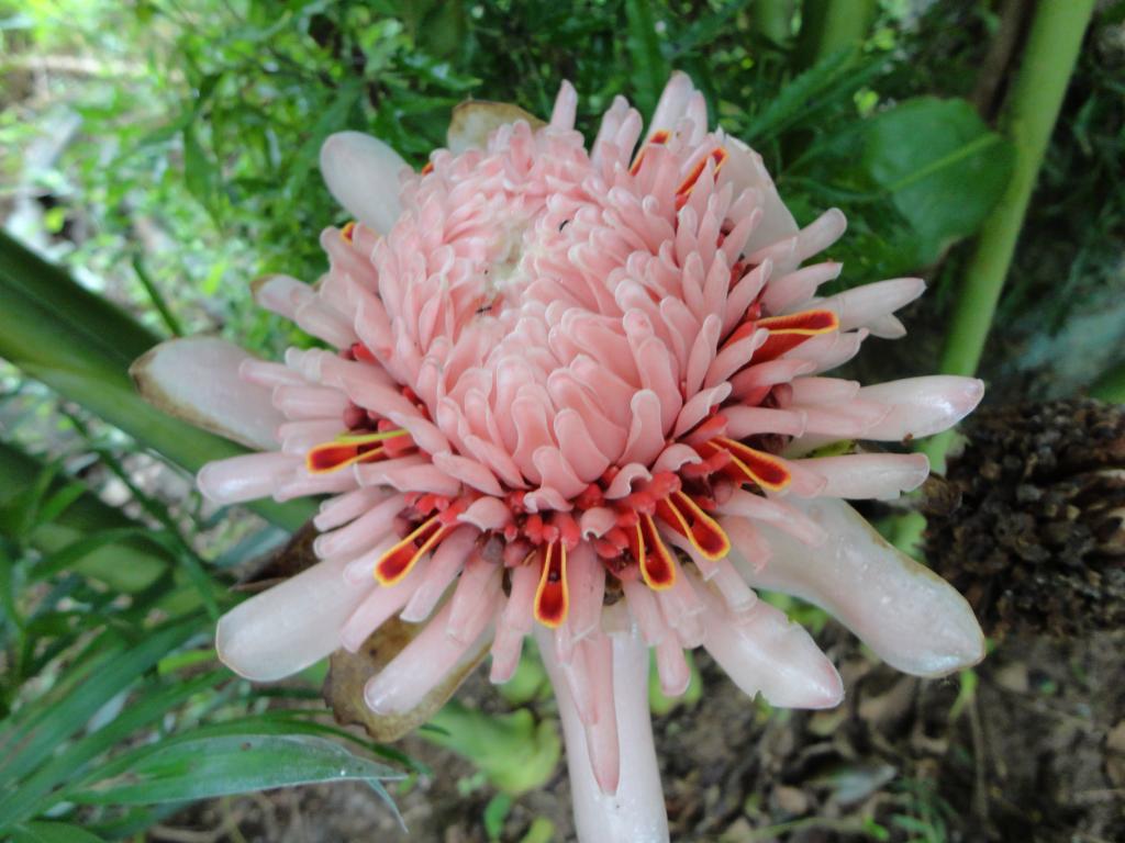 Krishna's ePages Photo Album December 2011 Mahadevan's Garden