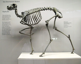 Genel iskelet özelliklerini gösteren Micromeryx iskeleti