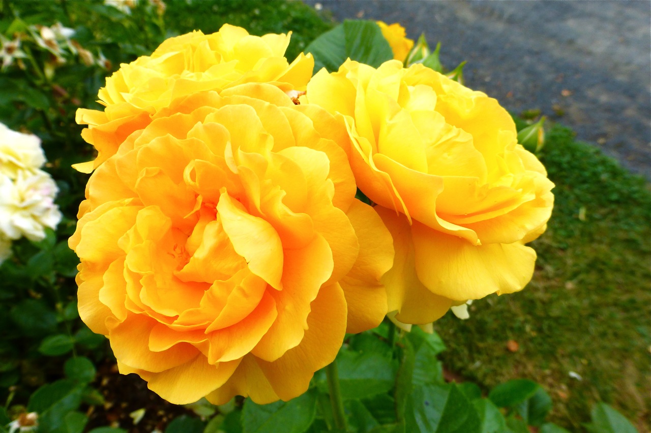 Owen Rose Garden, Julia Child rose, yellow rose, yellow roses, rose garden