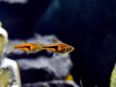 Harlequin Rasbora Size Harlequin Rasbora Size