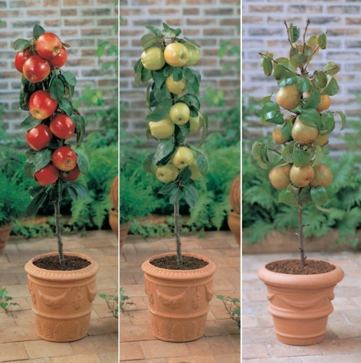 Cómo Hago, cómo hago...: Cómo cultivar árboles frutales en casa en