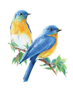 Bird Drawings Images